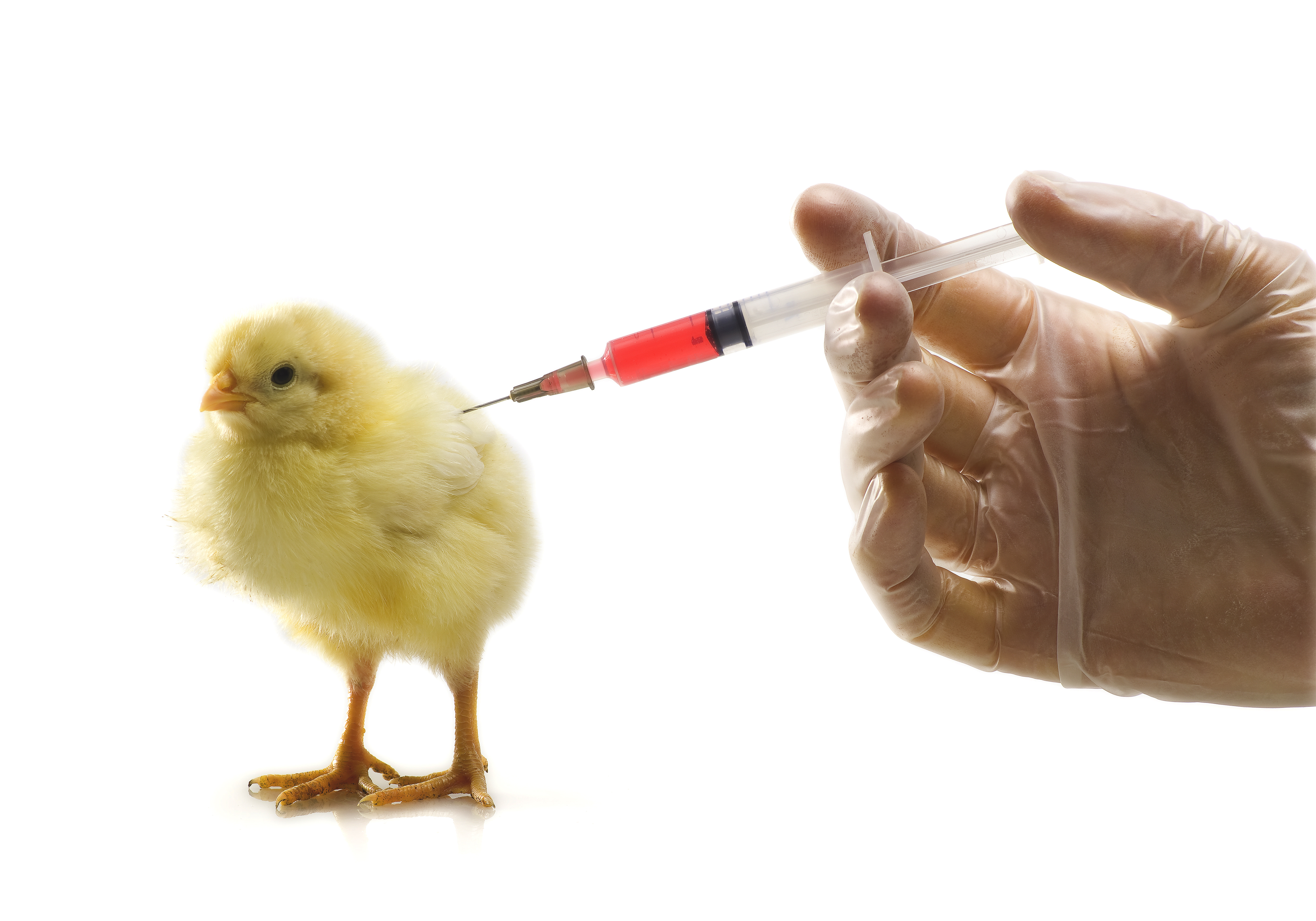 Прививка от птичьего гриппа. Инфекционный бронхит птиц вакцина. Вакцинация цыплят. Вакцинация птицы на птицефабрике. Вакцинация бройлеров.